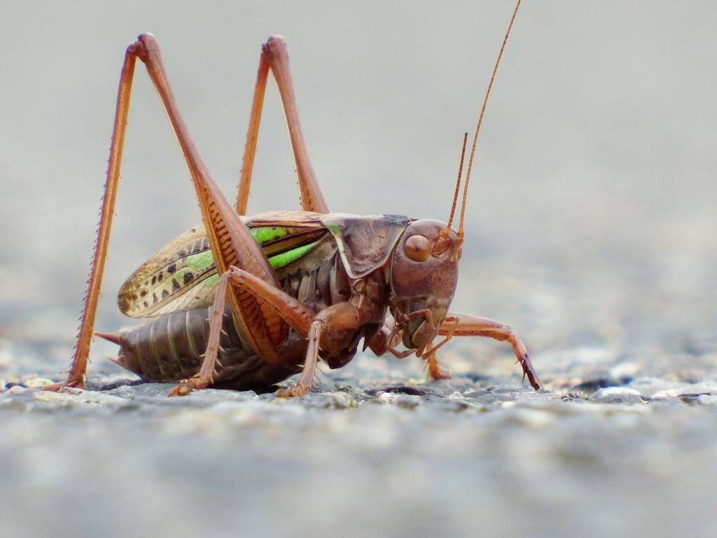 多分キリギリス？