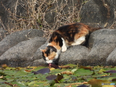 探鳥中に見かけたもの