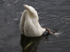 白鳥の湖・・・・か？