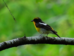 キビタキゲット