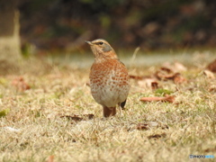 ハチジョウツグミ