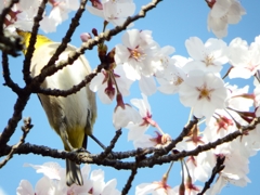 月並みですが　桜と目白