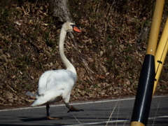 隣の池へ移動中