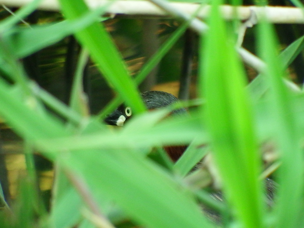 繁殖計画中・・・か？
