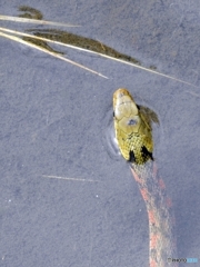 探鳥中に見かけたもの