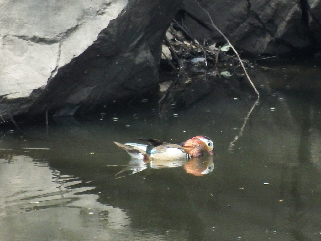 梅雨時ですが鴛です