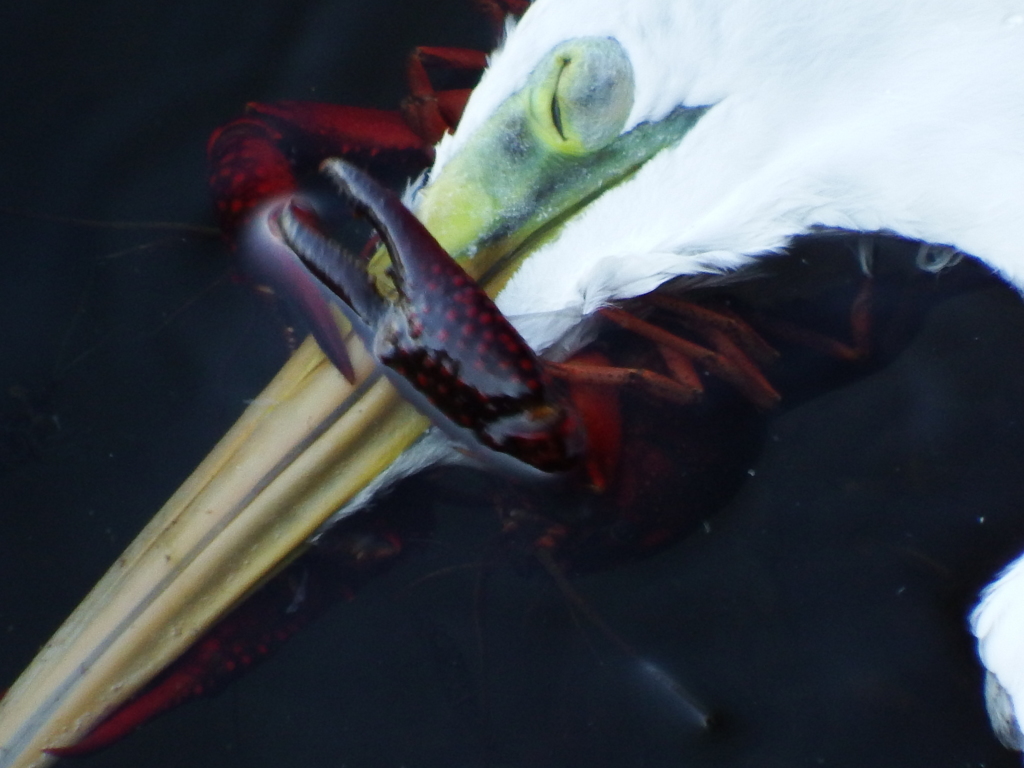 喰う者、喰われる者