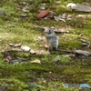 コサメビタキ　若鳥　1