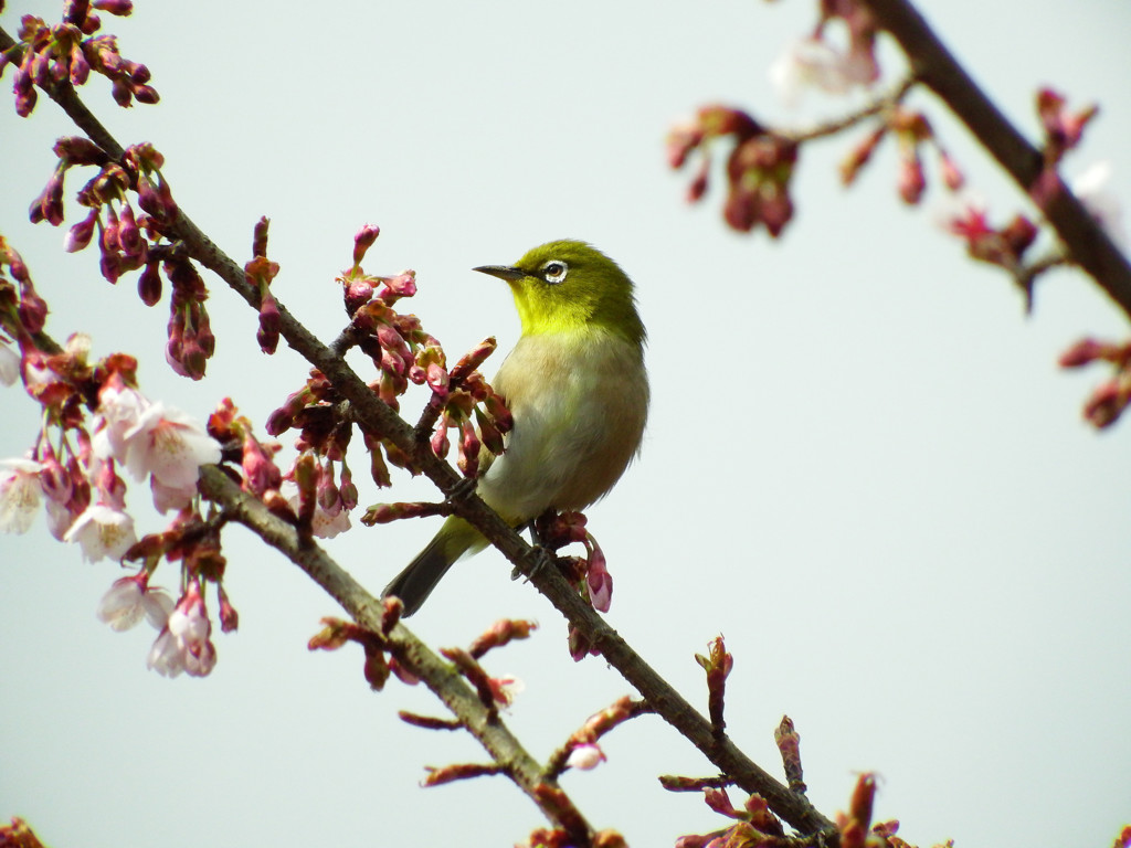 春の定番