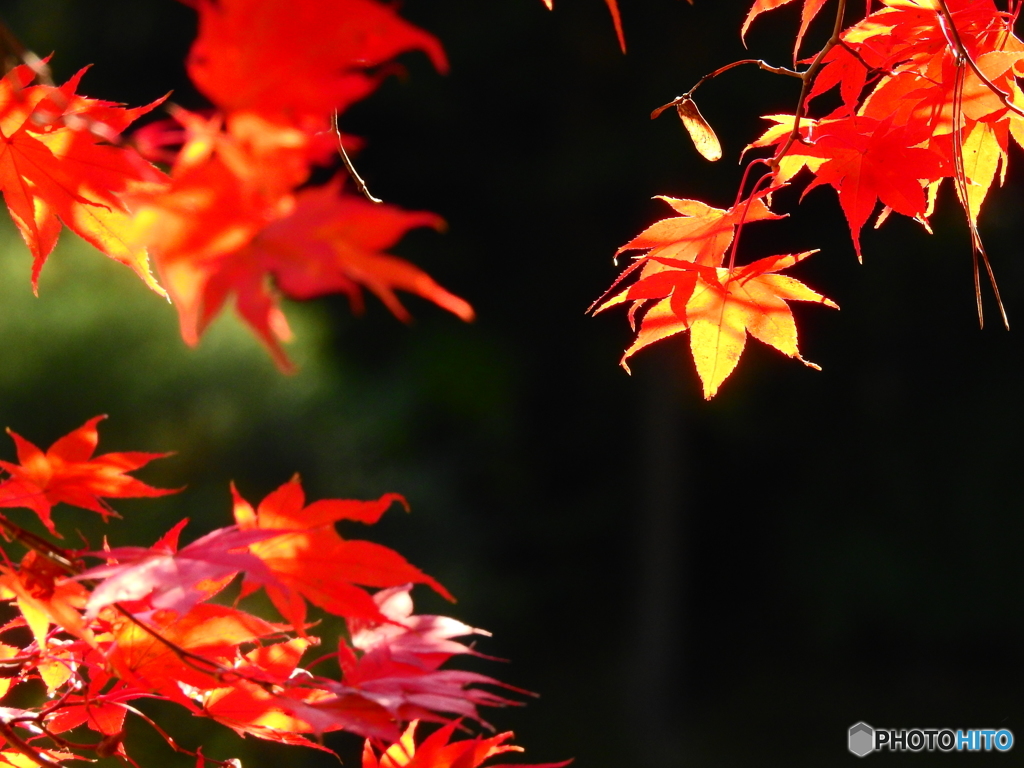 紅葉