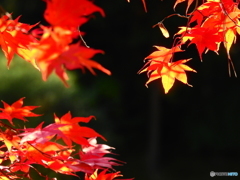 紅葉