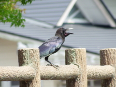 ハシブトガラスの幼鳥