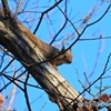 探鳥中に見かけたもの　　リス