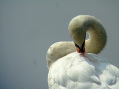 只今お手入れ中