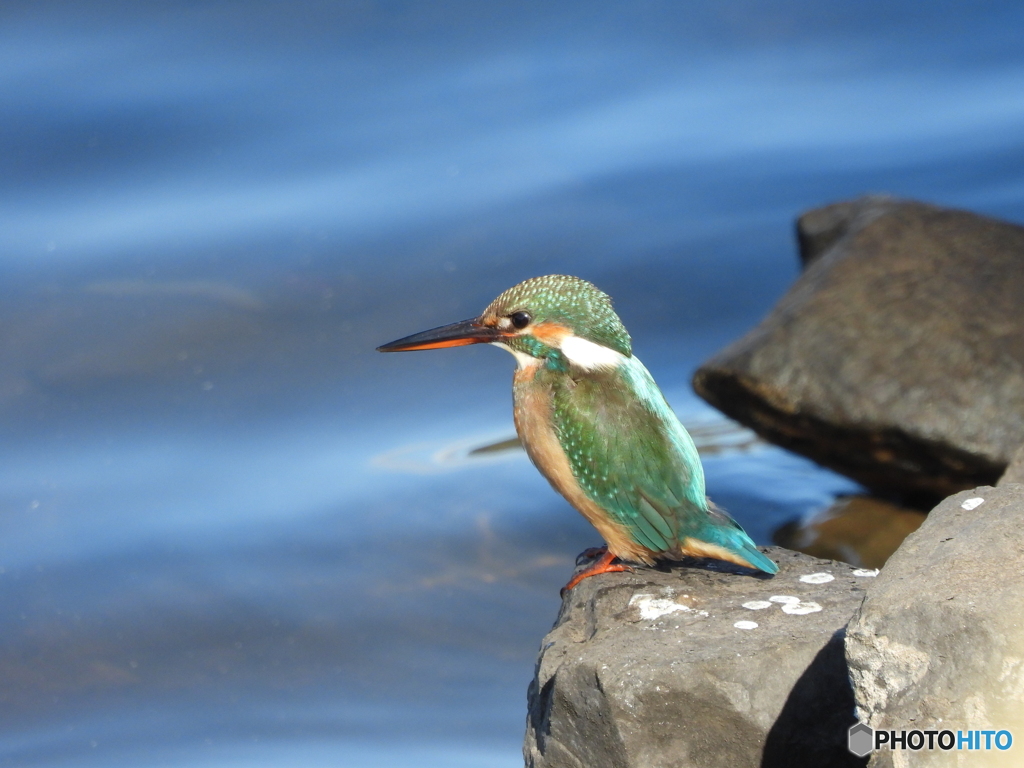 ため池のカワセミ