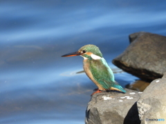 ため池のカワセミ