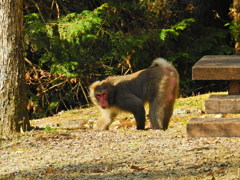 探鳥中に見かけたもの　　サル