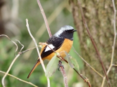 来年また会いましょう