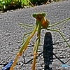路上のファイター