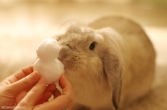 これ食えるの？
