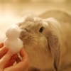 これ食えるの？