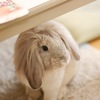 ポートレート