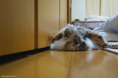 伸びるうさぎ