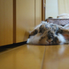 伸びるうさぎ