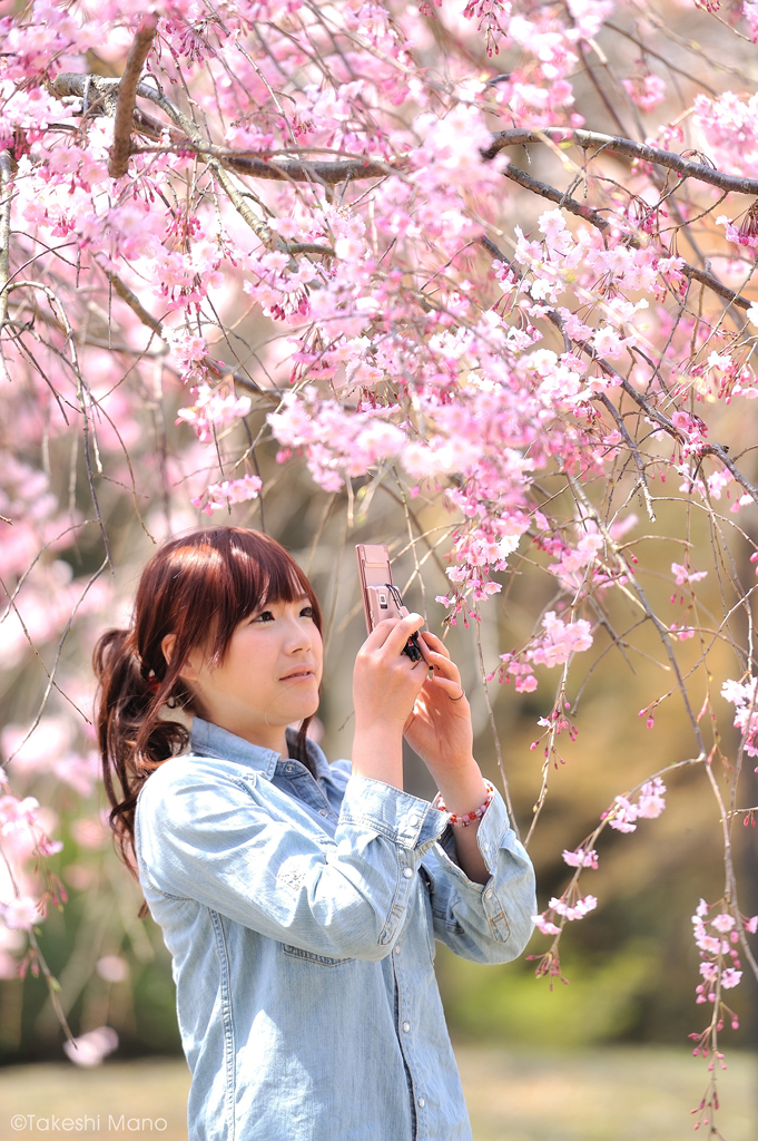 桜