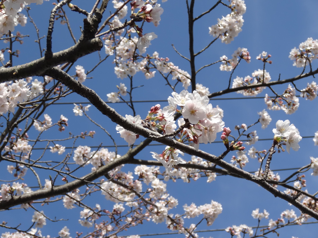 もうすぐ開花。