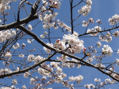 もうすぐ開花。