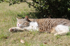 浜離宮恩賜庭園