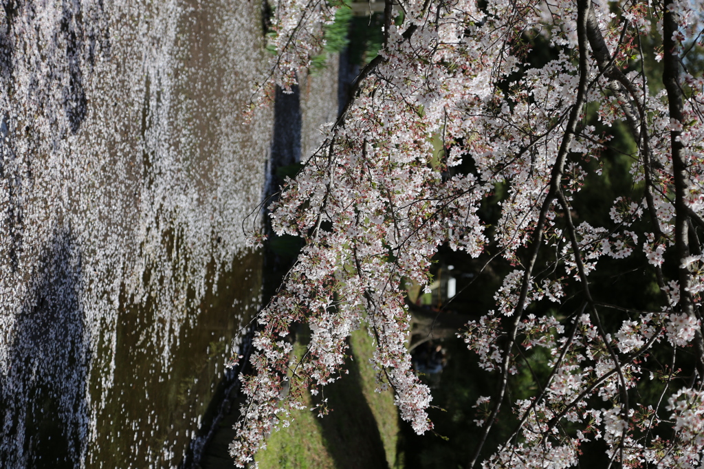 浜離宮恩賜庭園