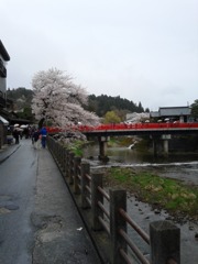 中橋と桜