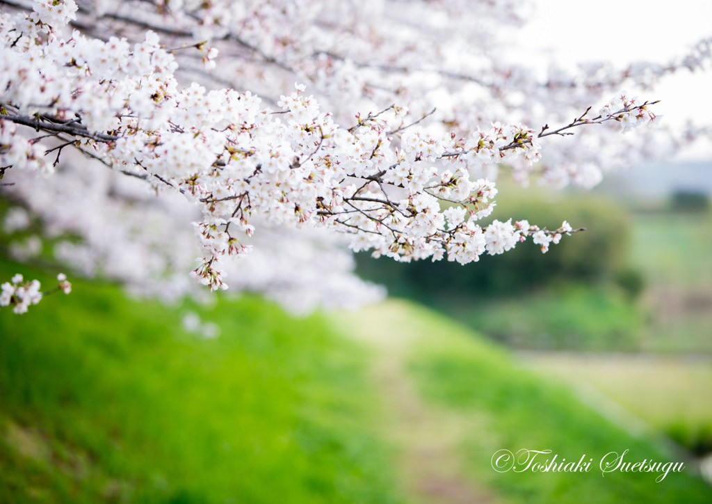 桜のある道