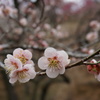 吉野梅郷