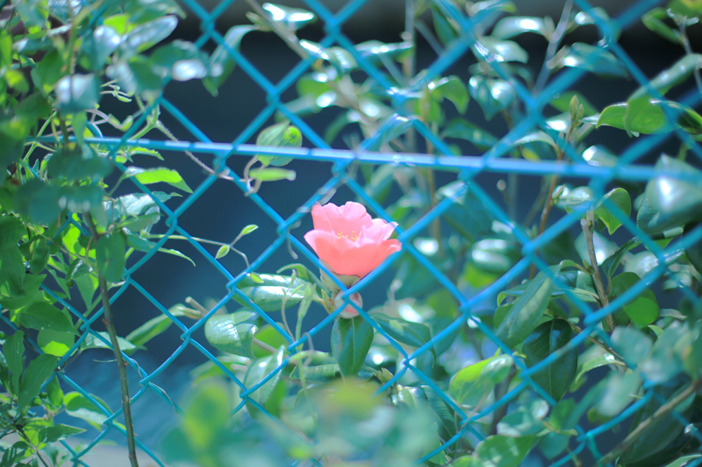 高嶺の花。