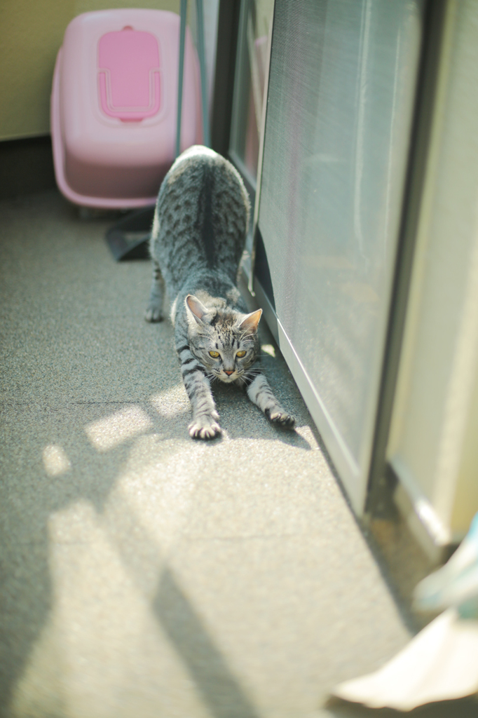 緊張なんてしてないし。