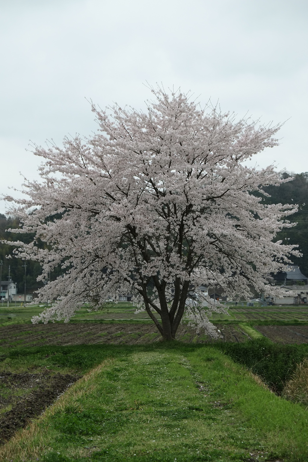 花道