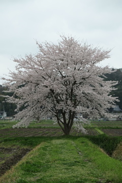 花道