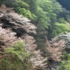 山桜