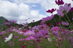 秋のお散歩２