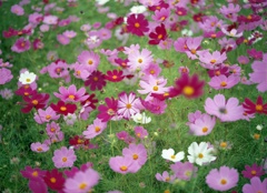 秋桜２