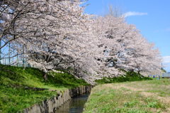 春うらら