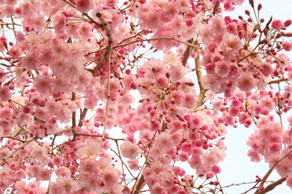 桜のぼんぼり