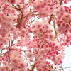 桜のぼんぼり