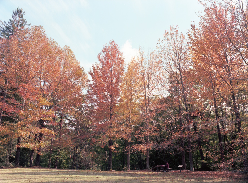 公園の秋２
