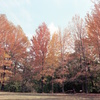 公園の秋２