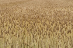 Fields of Gold