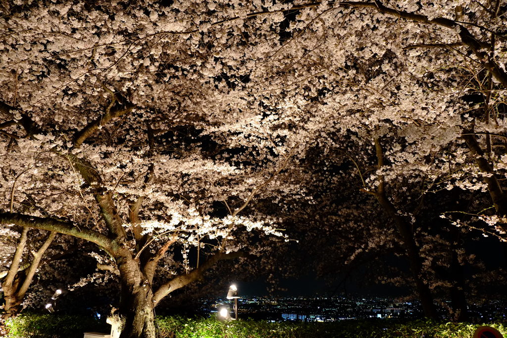 夜桜